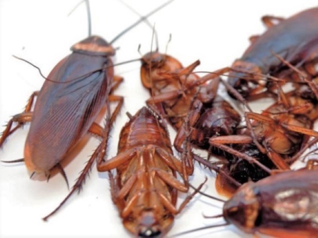 Dezynsekcja - tępienie szkodliwych
                    owadów. Muchy, komary, pchły, pluskwy, karaluchy, ich jaj, larw ze względów sanitarnych i gospodarczych.