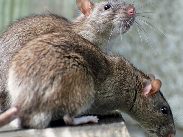 Zwalczanie za pomocą środków
                    chemicznych i fizycznych lub biologicznych wszelkich szkodliwych gryzoni, najczęściej szczurów i myszy.